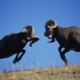 two rams charging
